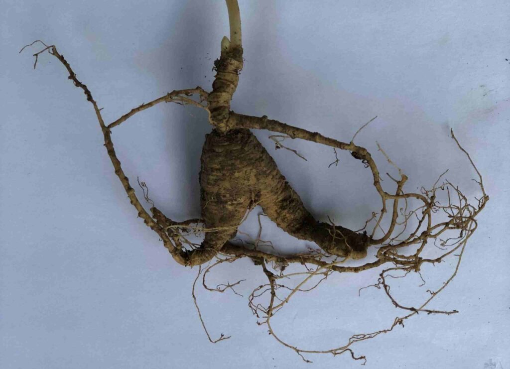 Journal of Ginseng Research | The adventure of a lifetime: kids, entertainment, and an endangered root