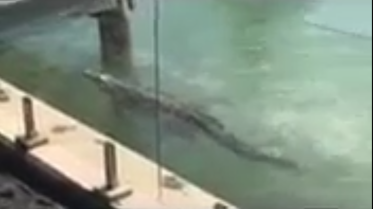 Why are we seeing crocodiles where I live?