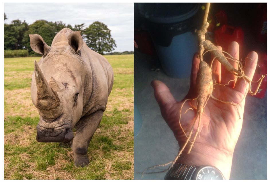 On Male White Rhinos and Ginseng