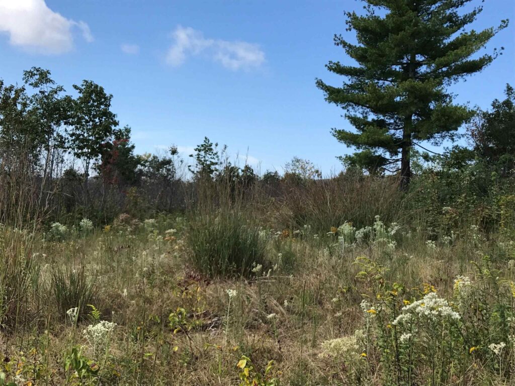 On Native Grasses