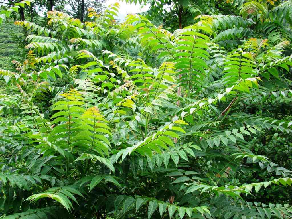 Wild American Ginseng and the Chinese Doctor