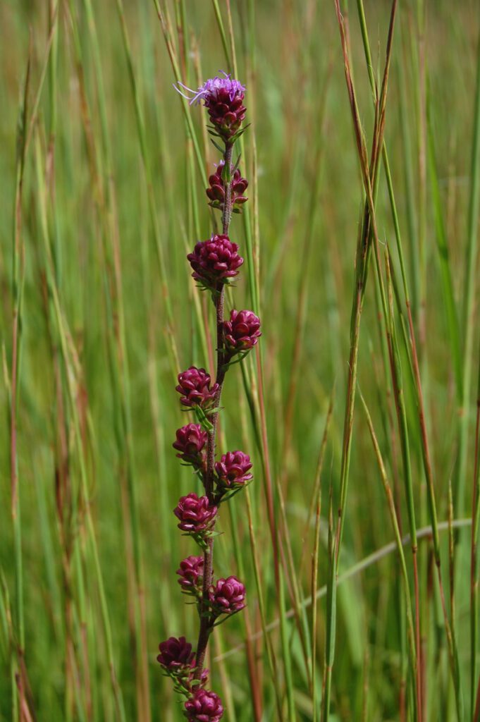 A VISIT TO THE NORTH BRANCH RESTORATION PROJECT’S SOMME PRAIRIE GROVE