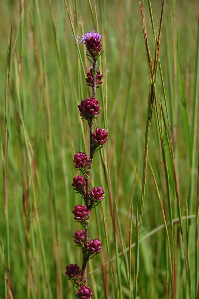 purple orchid