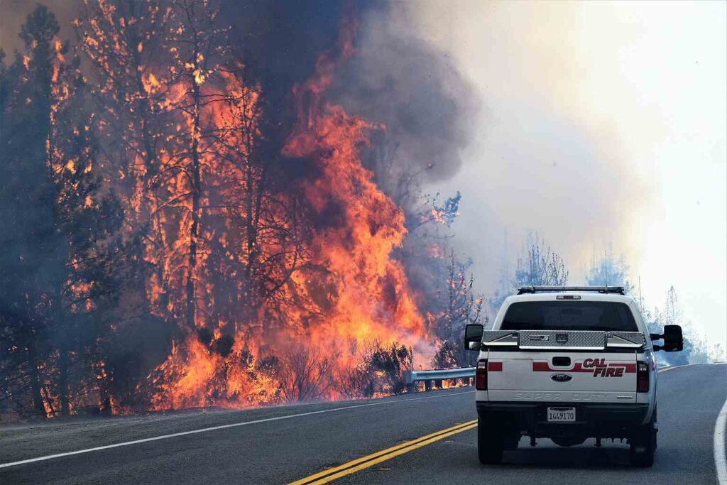 Burning Questions: Forest Management and Fire