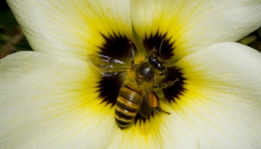 Here’s the buzz on Australian Bees