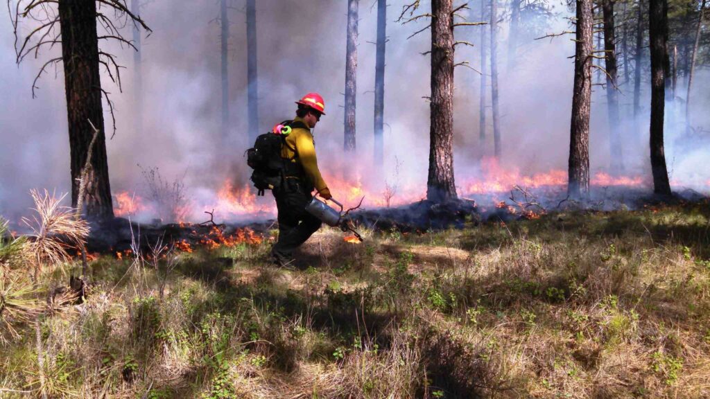 Cows, fire, and grasses: Reimagining routine tools