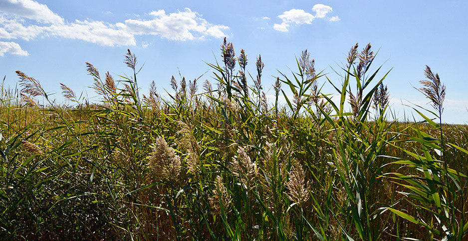 Terminator Weed Potentially Fighting Climate Change