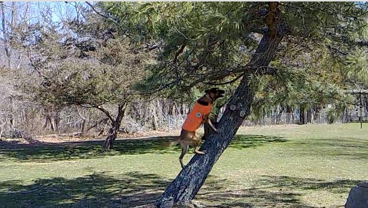 Dogs trained to detect oak wilt, invasive species