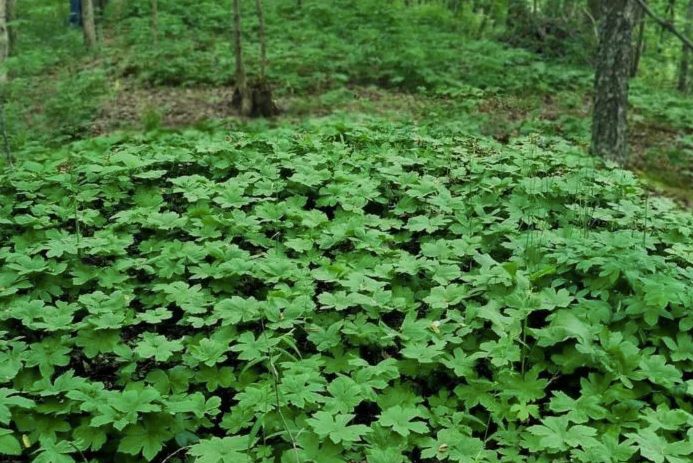 Forest Farming in Appalachian Woodlands Grant