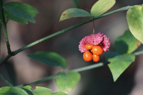 Coal Creek Farm to Participate in Biodiversity Data Collection