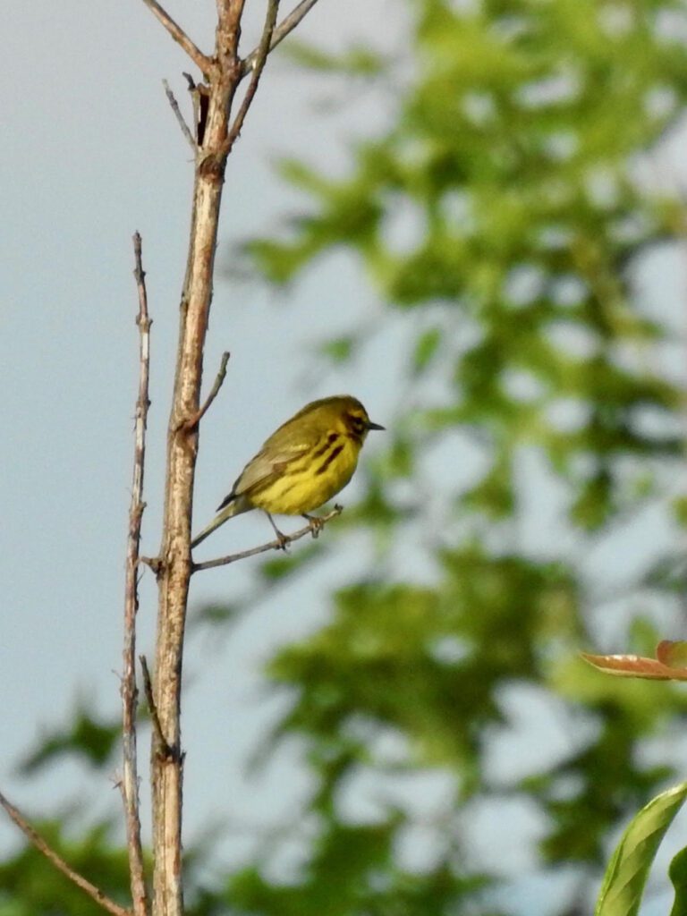 Birds on the Cumberland Plateau