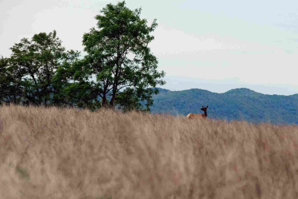 Returning Elk Brings New Economic Hope to Kentucky