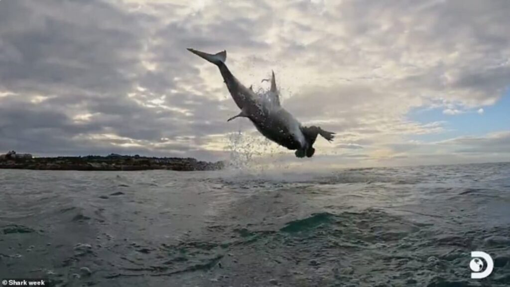 Great White Shark Breach in South Africa