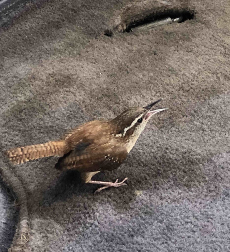 Carolina Wren