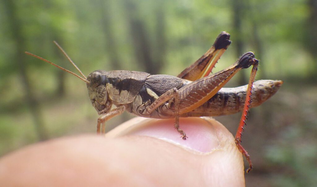 Grasshopper Species