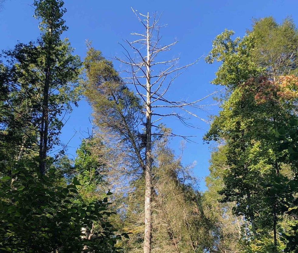 Dead hemlock tree