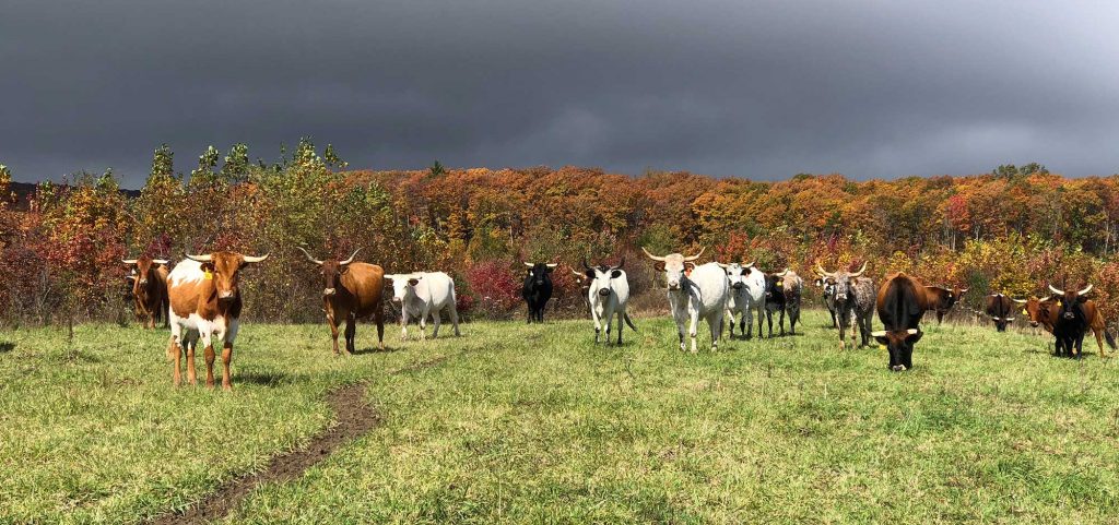 Longhorn cows at Coal Creek Farm