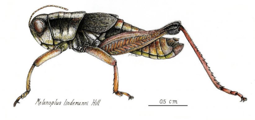 Sketch of Melanoplus Lindemanni