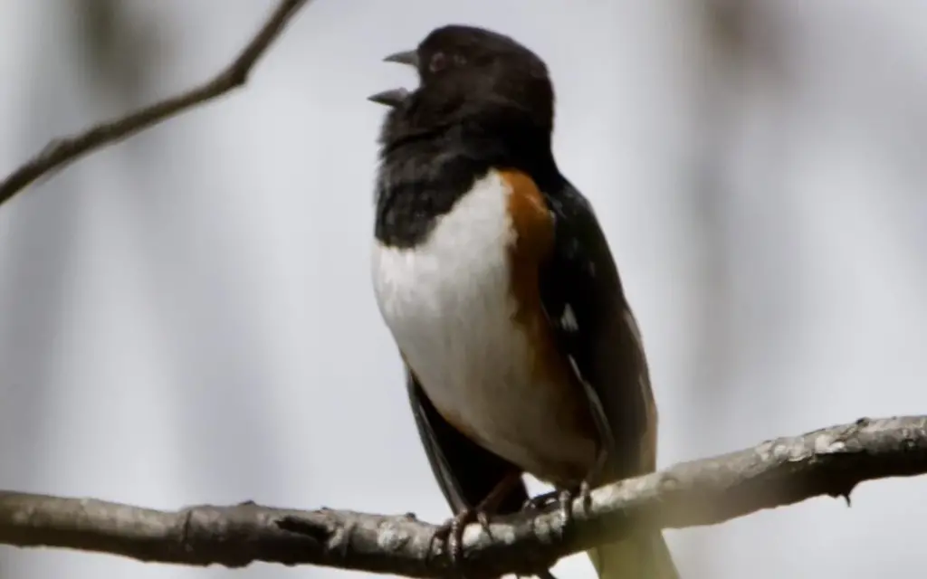 Eastern Towhee