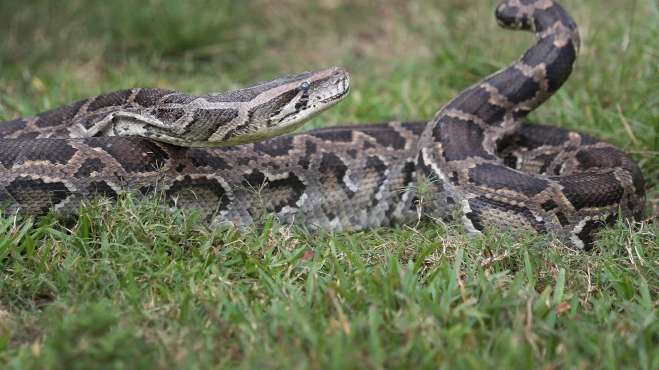 Florida Python Removal