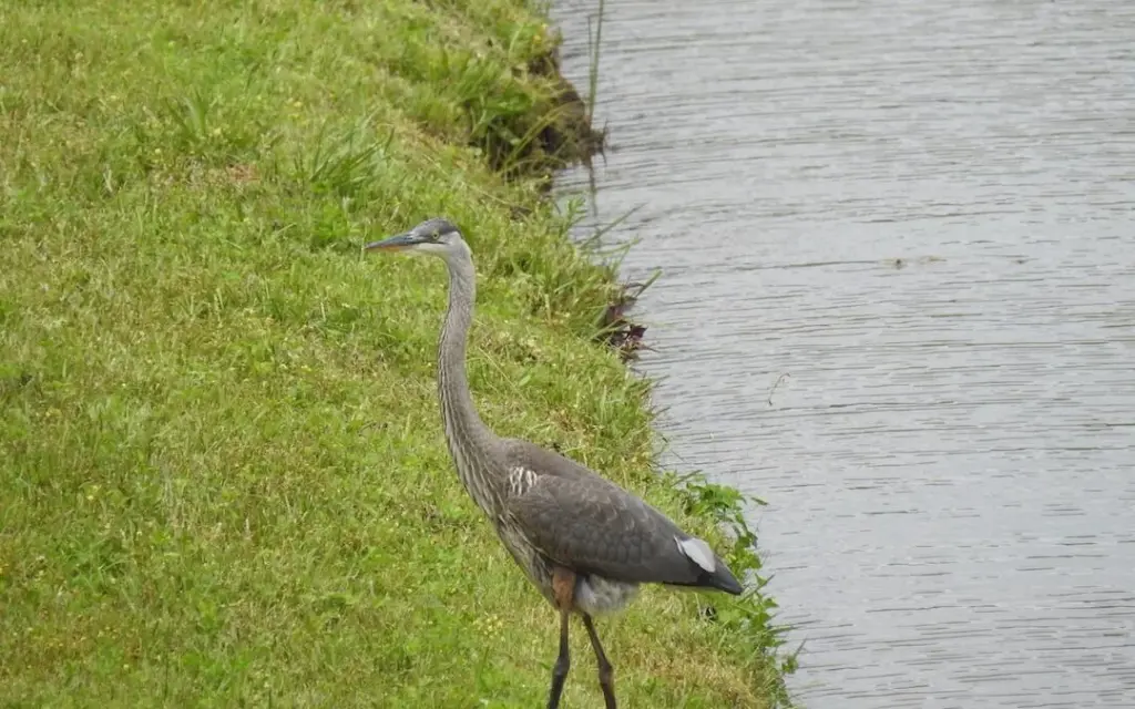 Great Blue Heron